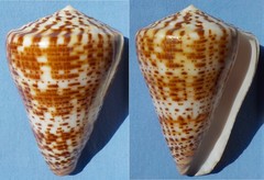 Conus canariensis