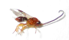 Opiinae