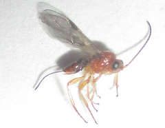 Opiinae