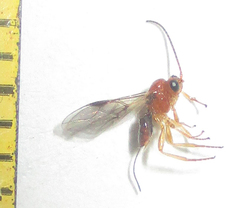 Opiinae