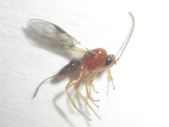 Opiinae