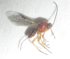 Opiinae