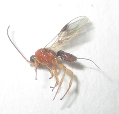 Opiinae