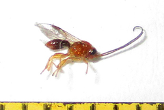 Opiinae