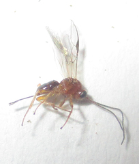 Opiinae