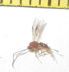 Opiinae