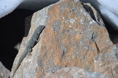 Liolaemus nigroviridis