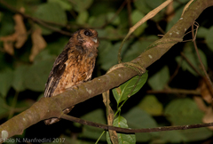 Megascops watsonii usta