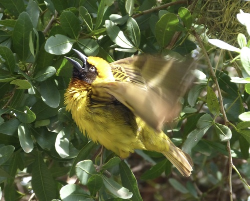 Speke's Weaver (Ploceus spekei), photo 6