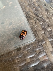 Oryctomorphus bimaculatus