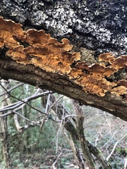 Stereum hirsutum