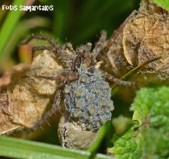 Pardosa atomaria