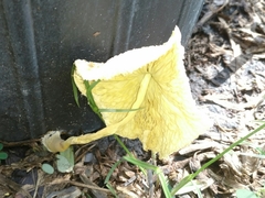 Leucocoprinus birnbaumii image