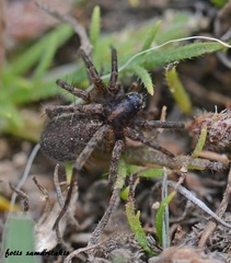 Pardosa pullata