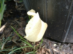 Leucocoprinus birnbaumii image