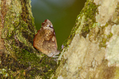 Cybdelis phaesyla