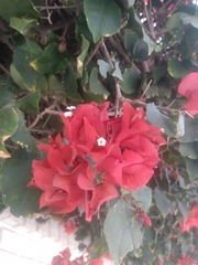 Bougainvillea