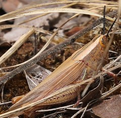 Acrididae