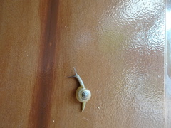 Macrochlamys kelantanensis