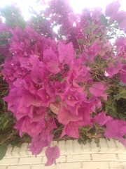 Bougainvillea