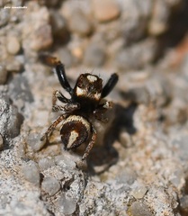 Pellenes flavipalpis