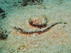 Halicampus macrorhynchus