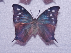 Memphis pithyusa