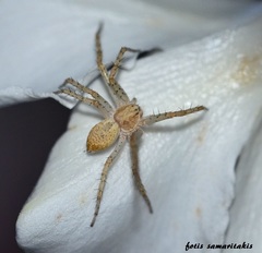 Philodromus longipalpis
