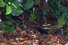 Penelope superciliaris