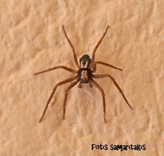 Pulchellodromus pulchellus