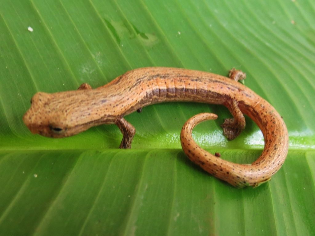 Photos of Cukra Mushroomtongue Salamander (Bolitoglossa striatula) ·  iNaturalist