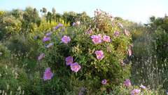Cistus creticus eriocephalus
