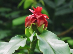 Costus lima