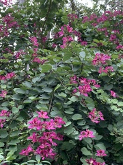 Bauhinia × blakeana