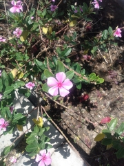 Catharanthus roseus