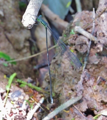 Mecistogaster modesta