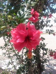 Hibiscus rosa-sinensis