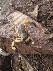 Centruroides limbatus