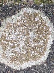 Lecanora campestris