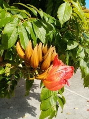 Spathodea campanulata