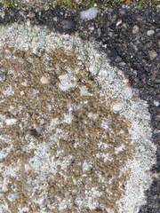 Lecanora campestris