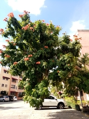 Spathodea campanulata