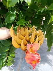 Spathodea campanulata