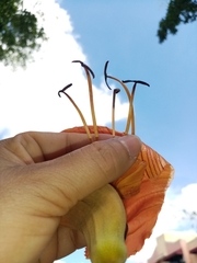 Spathodea campanulata