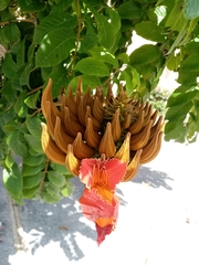 Spathodea campanulata