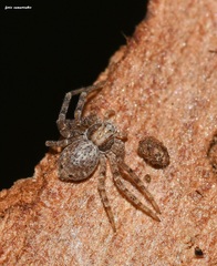 Pulchellodromus bistigma