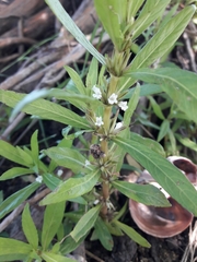 Hygrophila costata