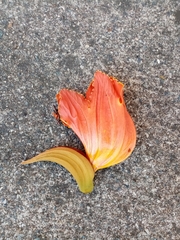 Spathodea campanulata