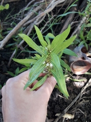 Hygrophila costata