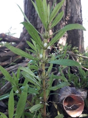 Hygrophila costata